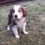 Blair Davidson - @blairdavidson2012 - Instagram