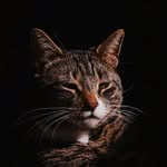Dixie Hurst-Blair - @hurstblairphotography - Instagram