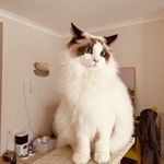 Blair Lin - @blair_snowball - Instagram