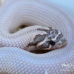 Snowblair Condas - @snowblaircondas - Instagram
