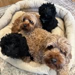 WOLF + BLAKE + BEAN + LONDON 🐾 Toy Cavoodles - @the_cavoodle_siblings - Instagram