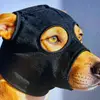 Terrifying dog - @blakebergstrom21 - TikTok