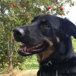 blake bolton - @blake_the_dog99 - Instagram