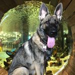 blakebrannon - @blakebrannongsd - Instagram