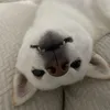 namipriv - @bakablakebuckley - TikTok