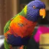 Blake Forrester - @blakeforrester6 - TikTok