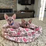Blake Gipson - @bemisu_sphynx - Instagram
