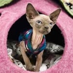 Blake Gipson | Pet Nutrition & Supplies - @gardenofthepawsnatural - Instagram