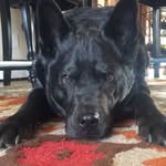 Blake Hickey - @blakethedoghickey - Instagram