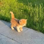 Blake Jansen Bagayaua - @blakejnsn032 - Instagram