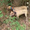 Blake🐗 - @blake_latham - TikTok