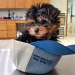 Blake Lloyd - @northforkanimalclinic - Instagram