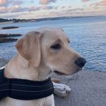 ⚜️ 𝓑𝓛𝓐𝓚𝓔 𝓜𝓐𝓝𝓤𝓔𝓛 ⚜️ - @blake_manuel_labrador - Instagram
