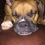 oakley blake - @oakleyblaketheboxer - Instagram