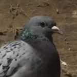 Blake 🐦 - @blakethesexypigeon - Instagram