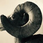 Blake Richardson - @huntsheep - Instagram