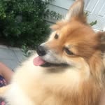 Blake Rivers - @gingeranimals - Instagram