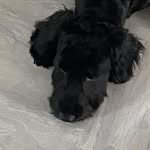 Blake Simpson - @blake_simpson_1411 - Instagram
