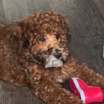 Blake  Weeks - @blake_the_whoodle_ - Instagram