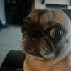 Blake wolfe - @blake.wolfe.main - TikTok