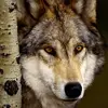 blakewolf - @greatwolflodges - TikTok