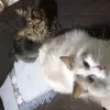 しろ - @blancheweiss3 - TikTok