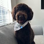 Bleu Armani 🐾 - @bleuthedoodlee - Instagram