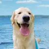 Morris the golden 🌅 - @morris_the_bliss - TikTok