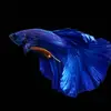 BlueFish.RL - @bluefish.rl - TikTok