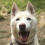 Skye Blue Pet Care - @skyebluepetcare - Instagram