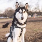 Blue the Husky - @_blueregard - Instagram