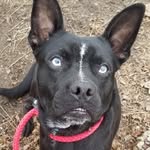 Blue Smith - @blueablackdog - Instagram