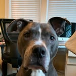 Blue Smith - @the_real_blue_dog - Instagram