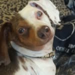 Blue Thomson - @bluethomsondog - Instagram