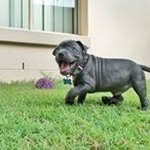 Locky Thomson - @locky.thomson.bluestaffy - Instagram