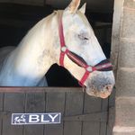 @blythewhitehorse - Instagram