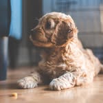 Bo Bryant - @bo_liams_cockapoo - Instagram