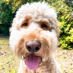 Bo Bryant Tucker - @bobothegoldendood - Instagram