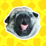 Bofu Tofu - @bofu.tofuu - Instagram