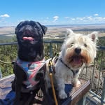 TOFU & BENSON 🐾 - @bofu.adventures - Instagram