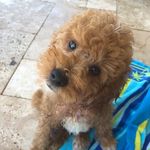 Bo Robertson - @borodoodle - Instagram