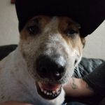 Bo Robertson - @bo_the_dog_13 - Instagram