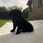 Bo Smith - @bo_thedog18 - Instagram