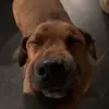 bodhi - @bosnyder8 - TikTok