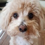 Bob Abraham - @rjabraham12024 - Instagram