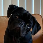 Angus Pug - @angus.bobangus - Instagram