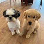 Bob e Buddy Antunes - @bobebuddyantunes - Instagram