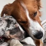 bob & atlas - @bob.le.roux - Instagram