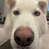 Bobobatlas - @bobobatlas - TikTok