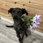 𝓒𝓮𝓻𝓽𝓲𝓯𝓲𝓮𝓭 𝓖𝓸𝓸𝓭 𝓑𝓸𝔂 - @atlas_bobatlas - Instagram